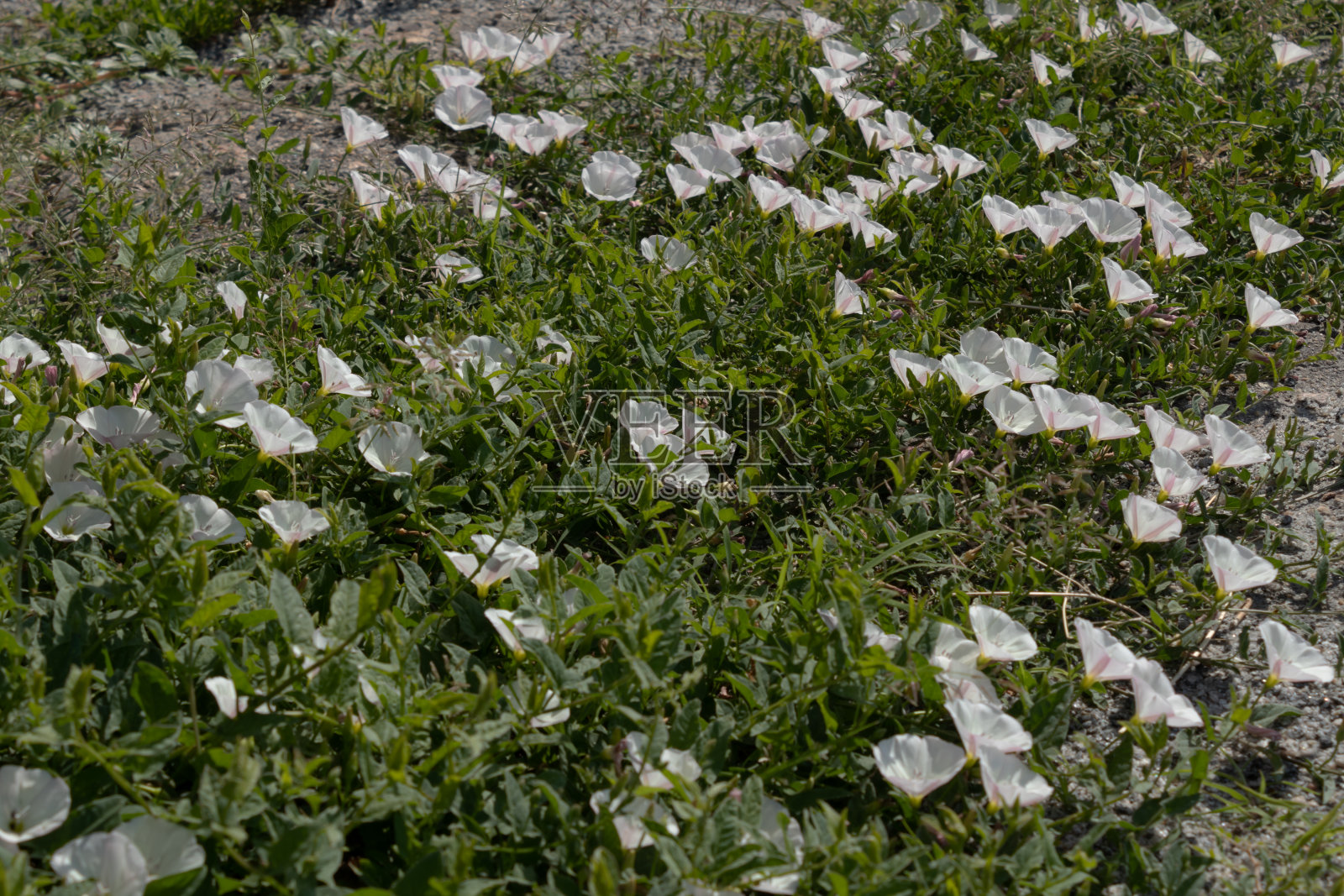 在夏日明媚的阳光下，许多白色的花映衬着绿色的草照片摄影图片