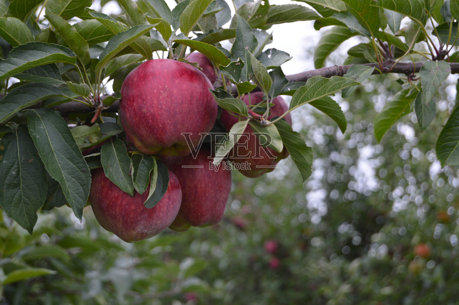 树上的红苹果照片摄影图片