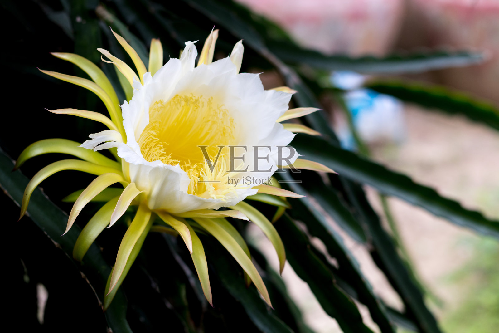 攀援树种自然背景上的白龙果花蕾照片摄影图片