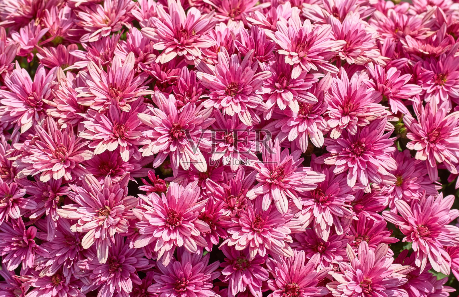 菊花许多颜色鲜艳的小地毯背景照片摄影图片