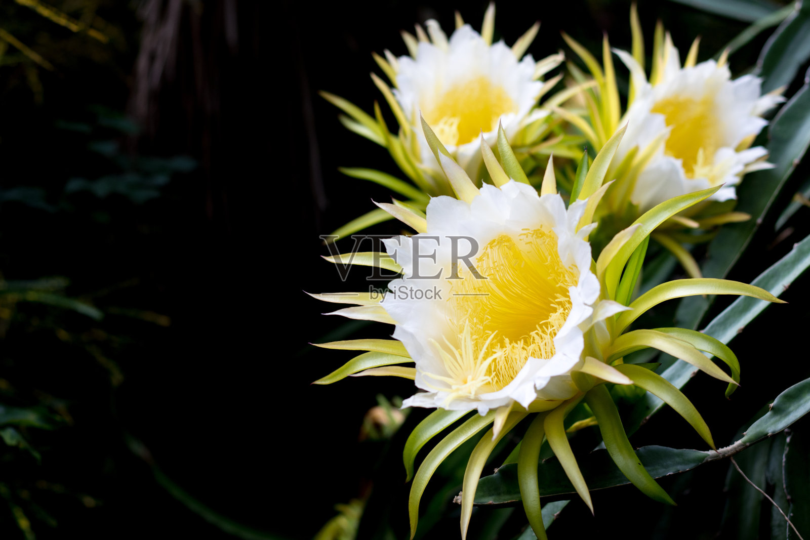 龙果花盛开在攀缘植物种植的自然背景上照片摄影图片