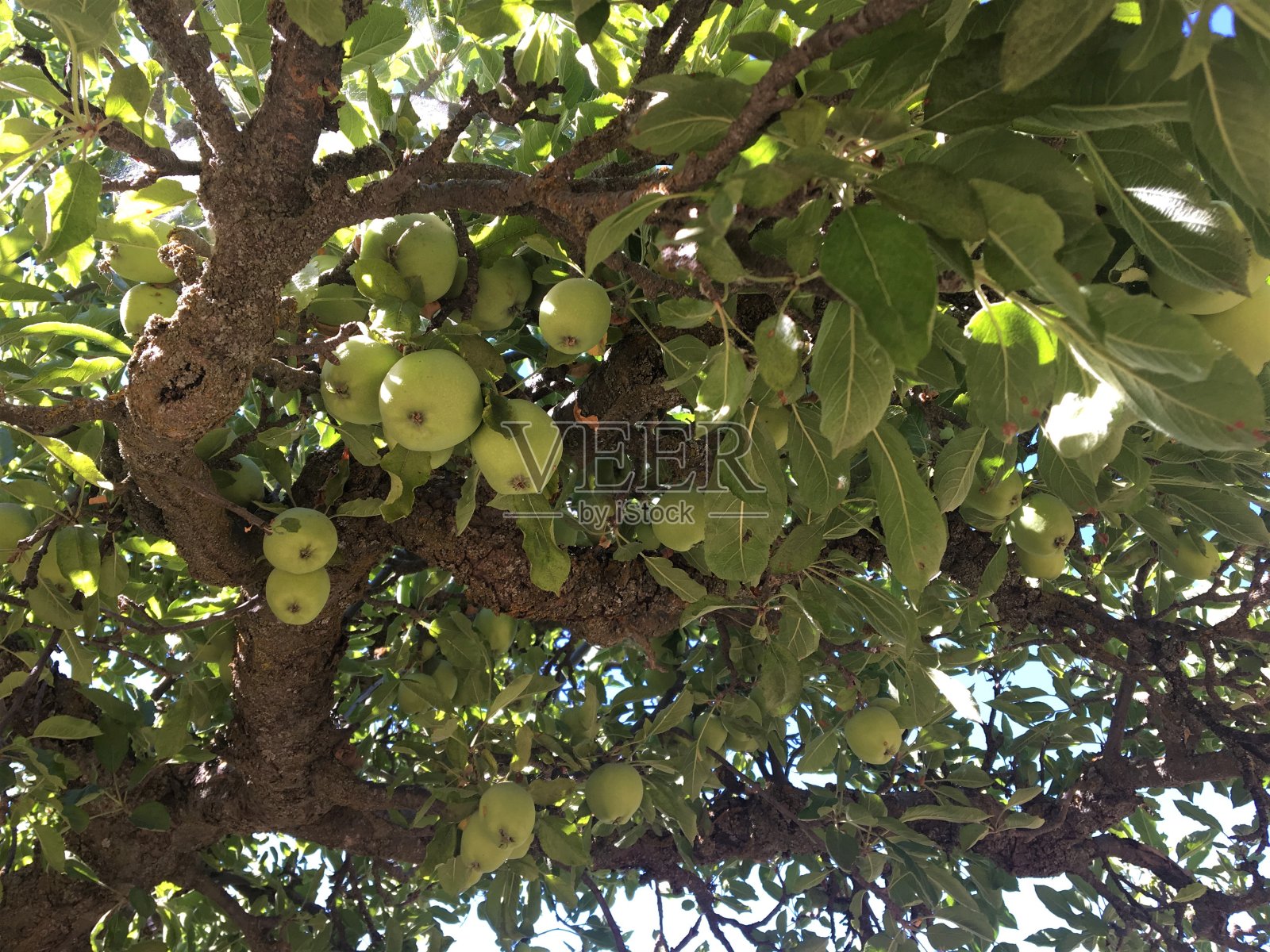 树上长着绿色和红色的苹果。照片摄影图片