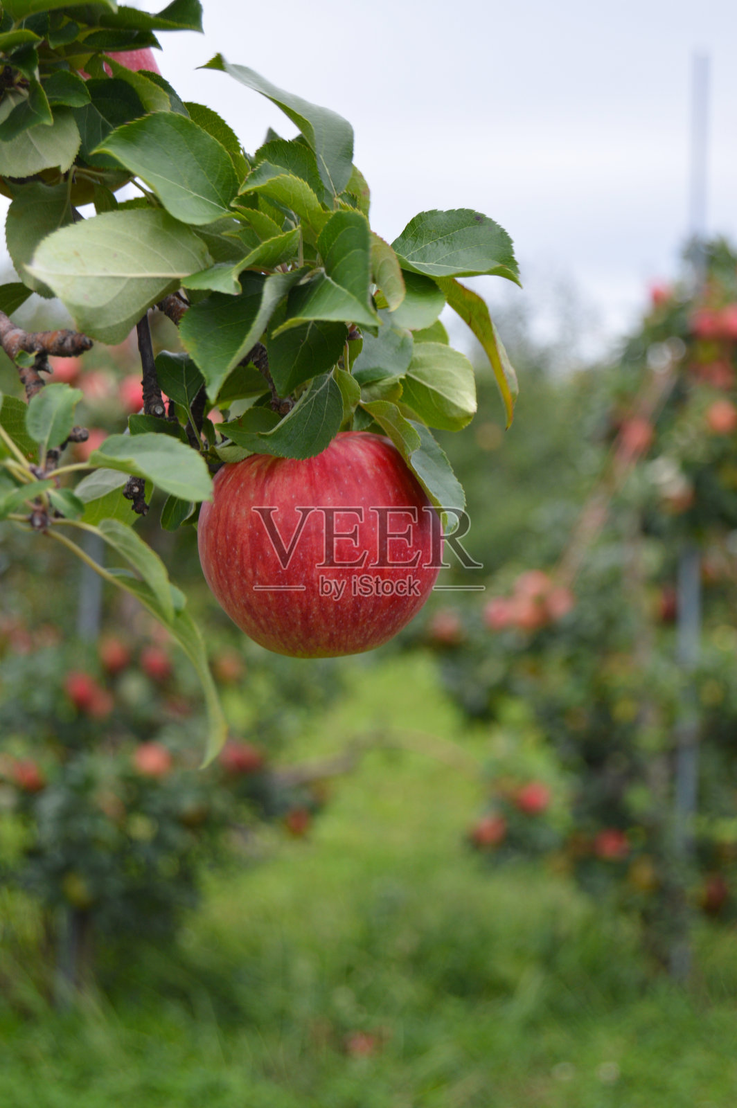 成熟的红苹果在树枝上采摘照片摄影图片