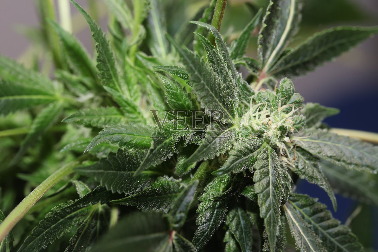 鲜艳的大麻植物照片摄影图片