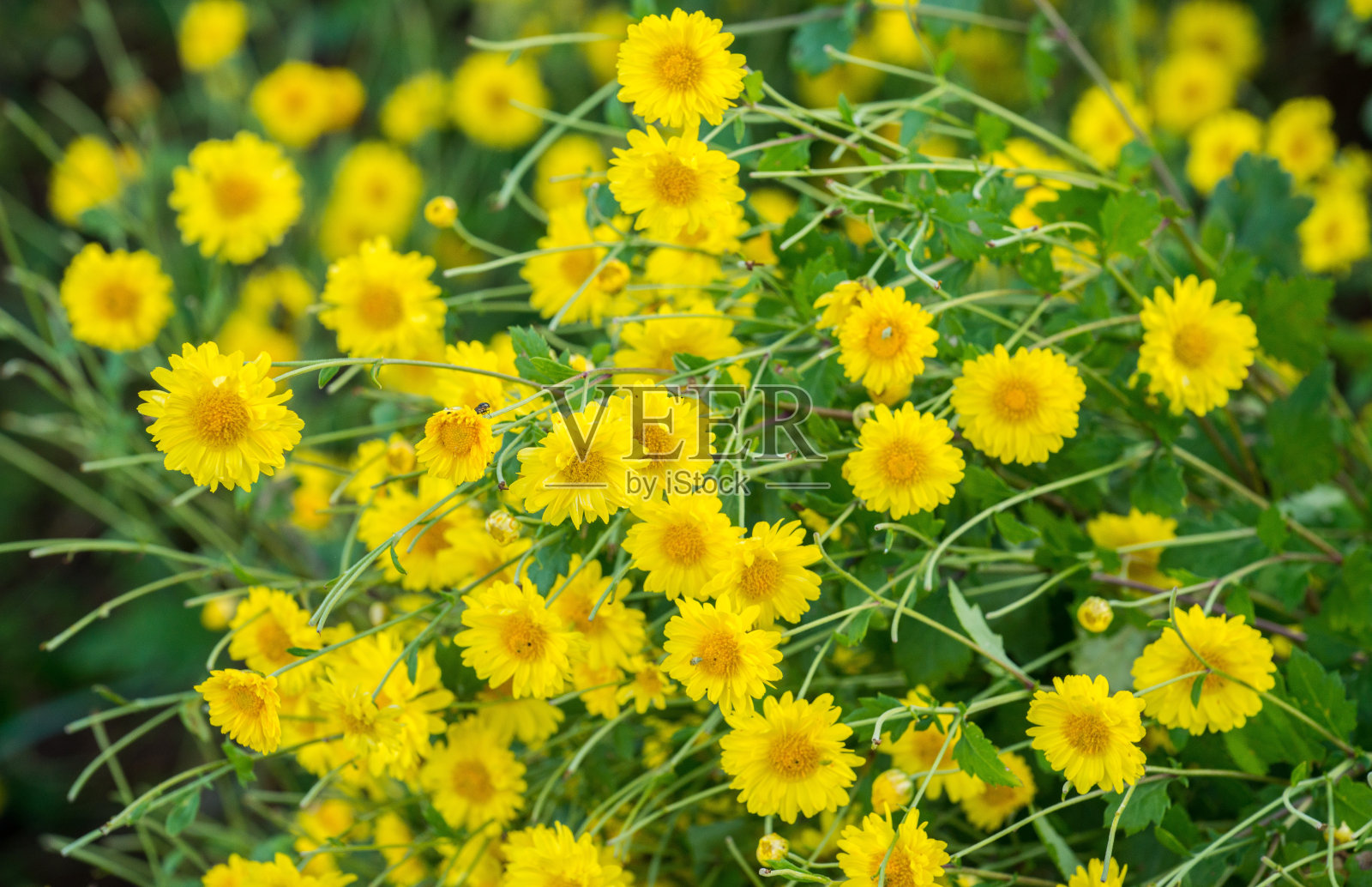菊花生长在大自然中。照片摄影图片