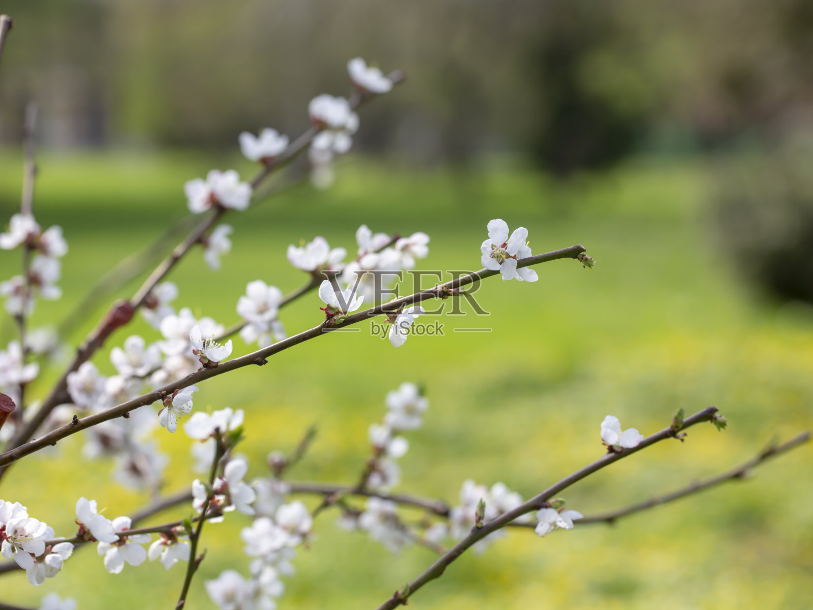 春天开花的树枝照片摄影图片