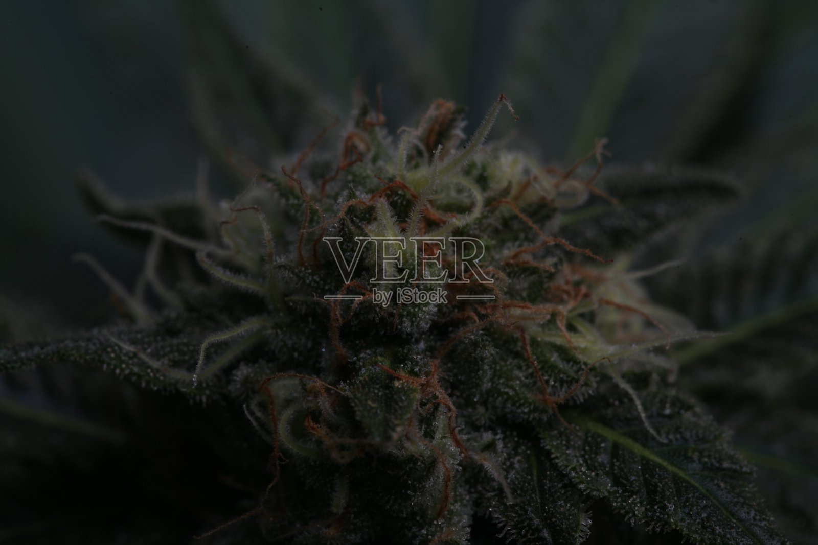 鲜艳的大麻植物照片摄影图片