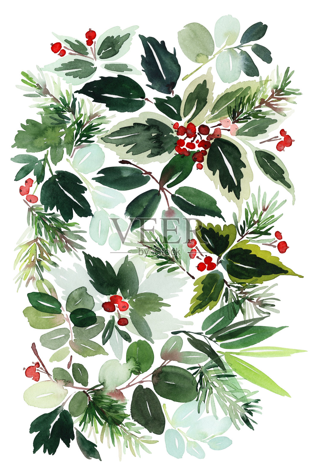 圣诞水彩画卡云杉和浆果插画图片素材