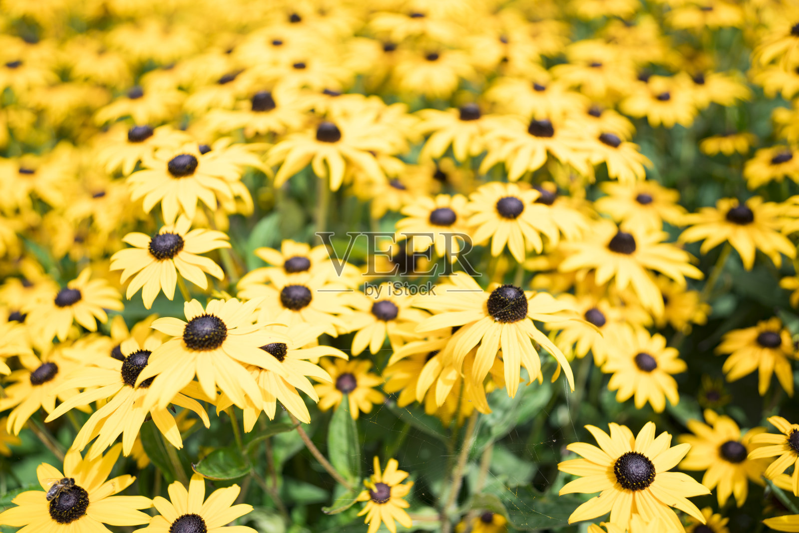 大黑眼睛的苏珊·鲁德贝克亚·赫塔在田里种花照片摄影图片