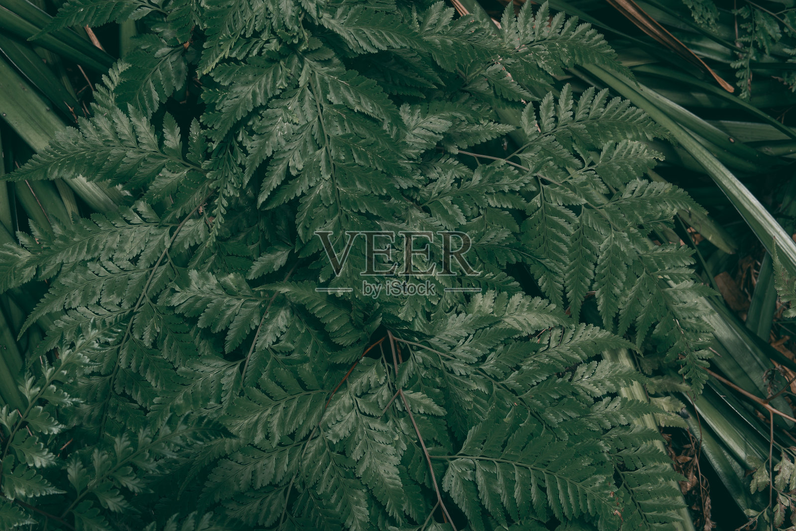 雾、绿色、森林、园林、纹理、蒸汽、树叶、背景、绿色、自然、潮湿、植物、树叶、图案、有机、深色、自然、风暴、图案、春天、干净、明亮、潮湿、草、丛林、热带、棕榈、树、木材、潮湿、绿叶、色调、叶子、美丽照片摄影图片