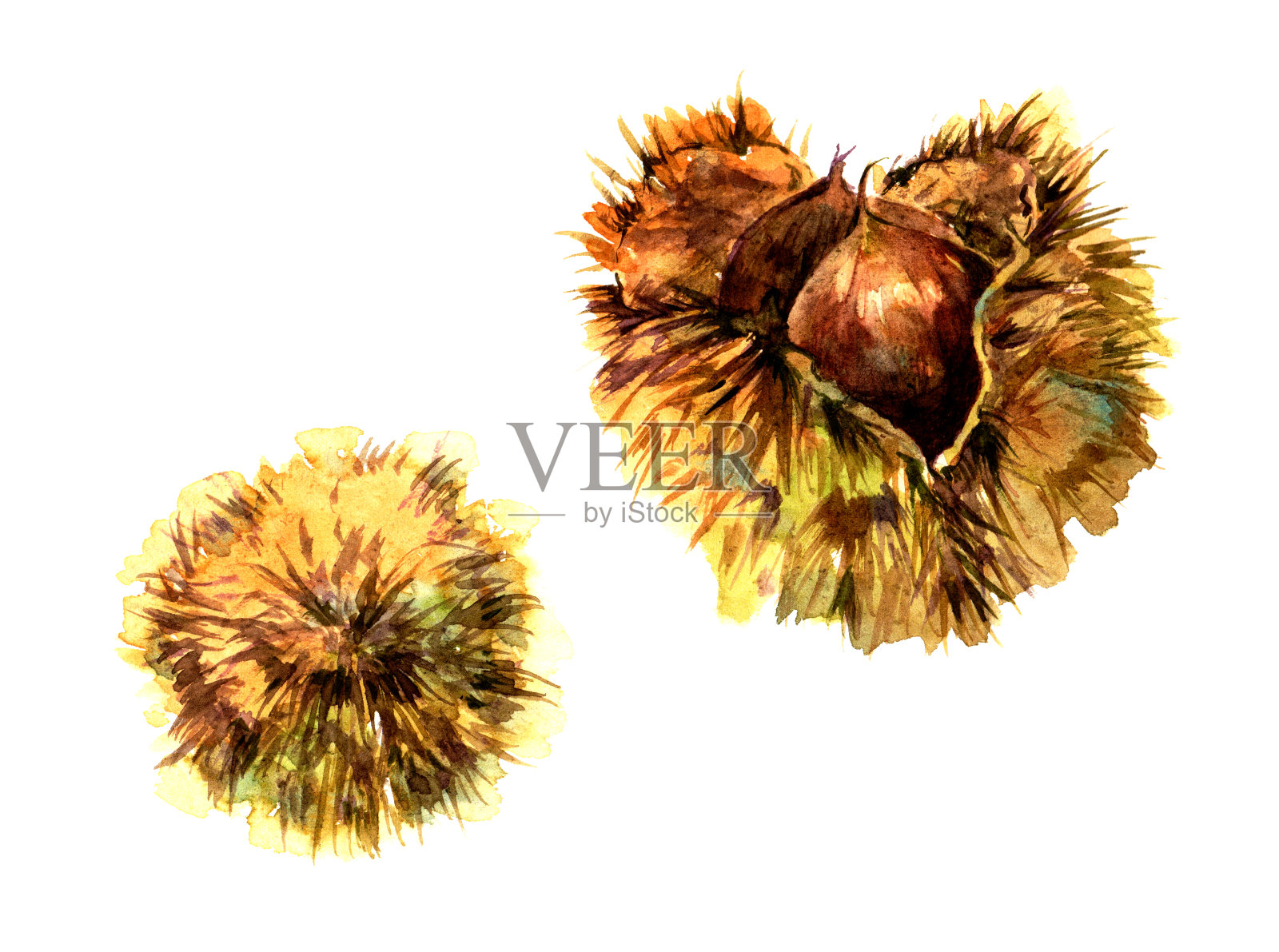 栗插画图片素材