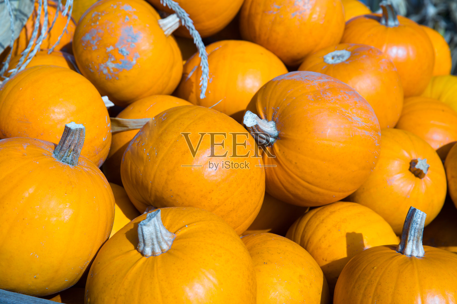 迷你pumkins堆。万圣节和感恩节的概念。照片摄影图片