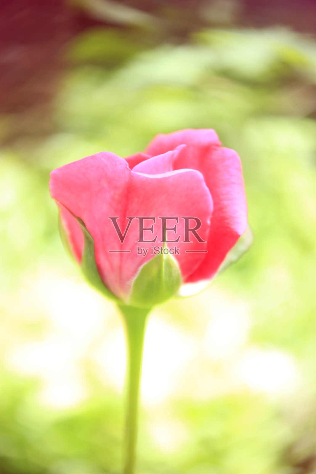 自然美。粉红色的玫瑰花。抽象风格照片摄影图片