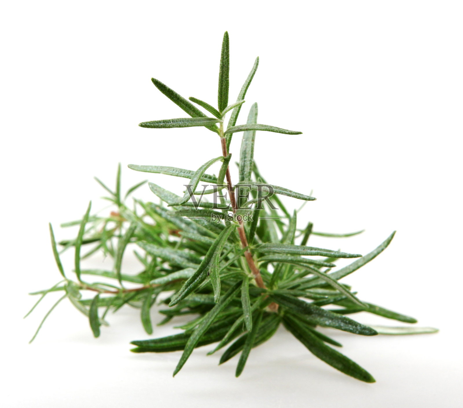 白色背景上的迷迭香树枝照片摄影图片
