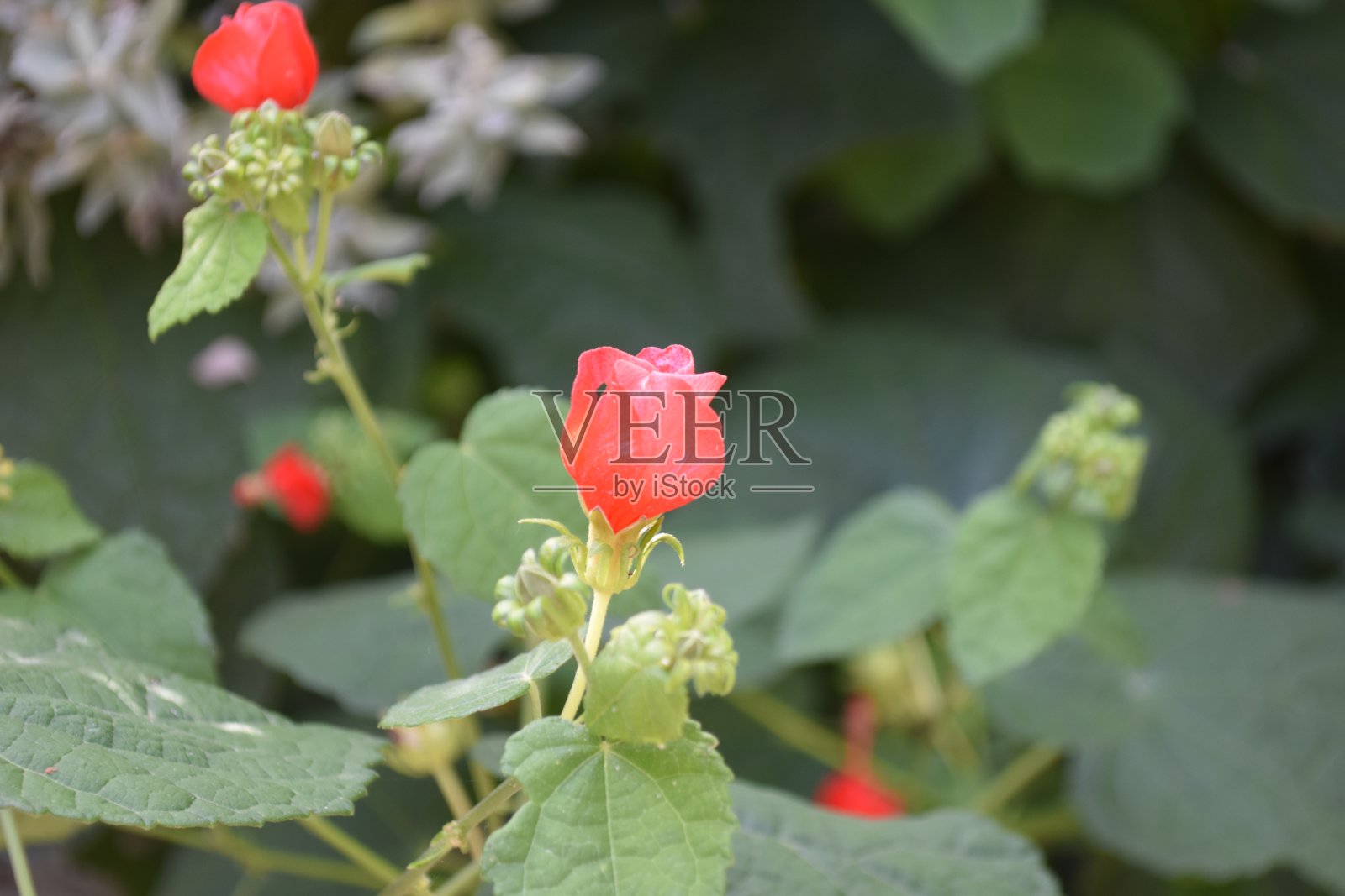 红色土耳其的帽子野花宏照片摄影图片