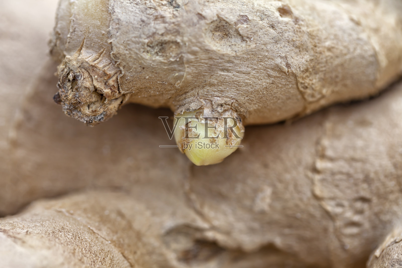 鲜姜根茎的宏观细节照片摄影图片