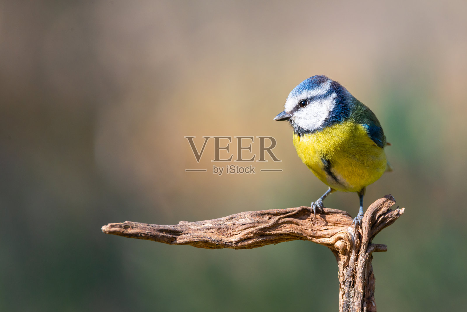 青色堇青石或科蒙蓝堇青石枝照片摄影图片