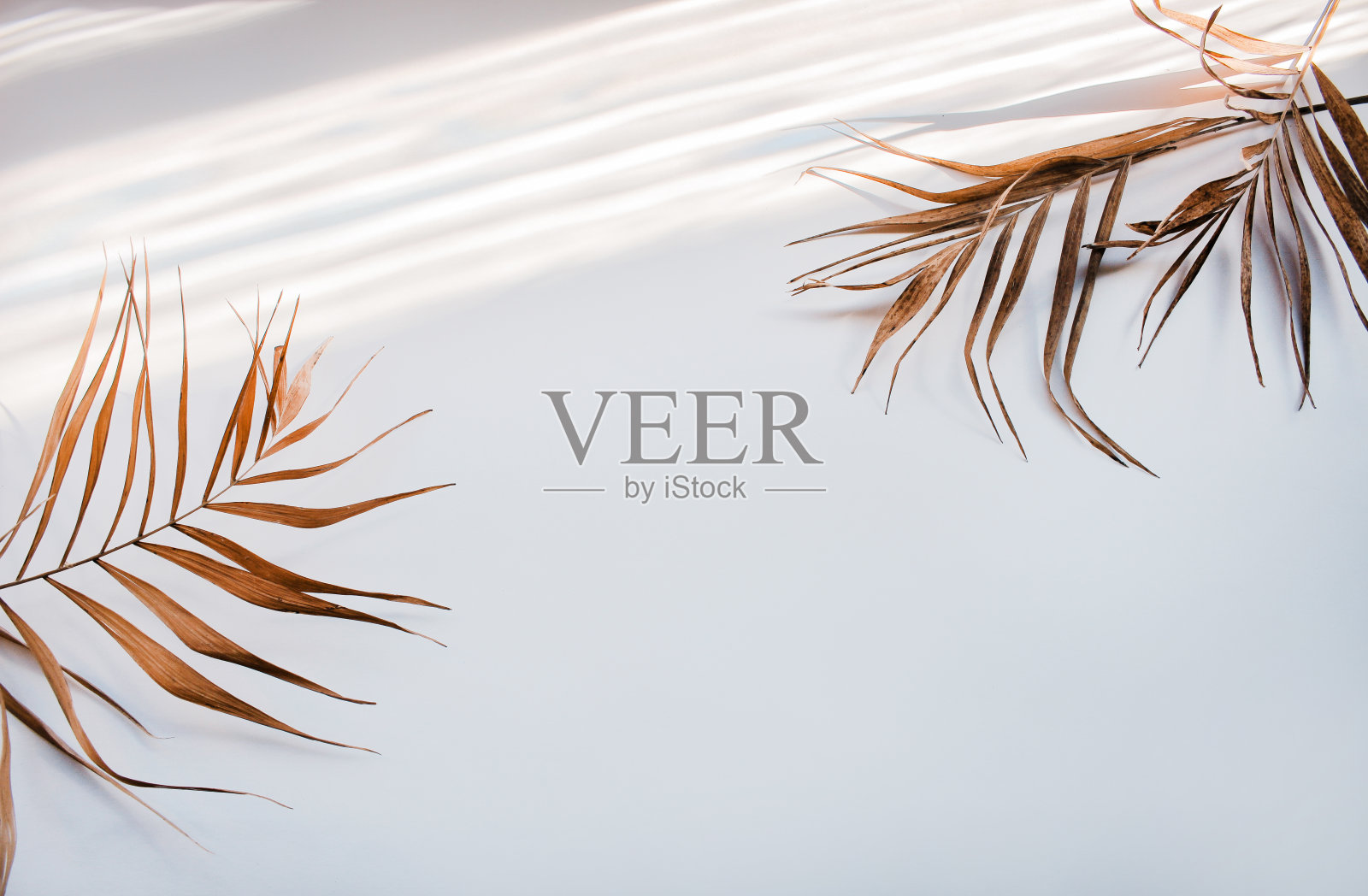 平躺的棕榈树在白色的阴影背景照片摄影图片