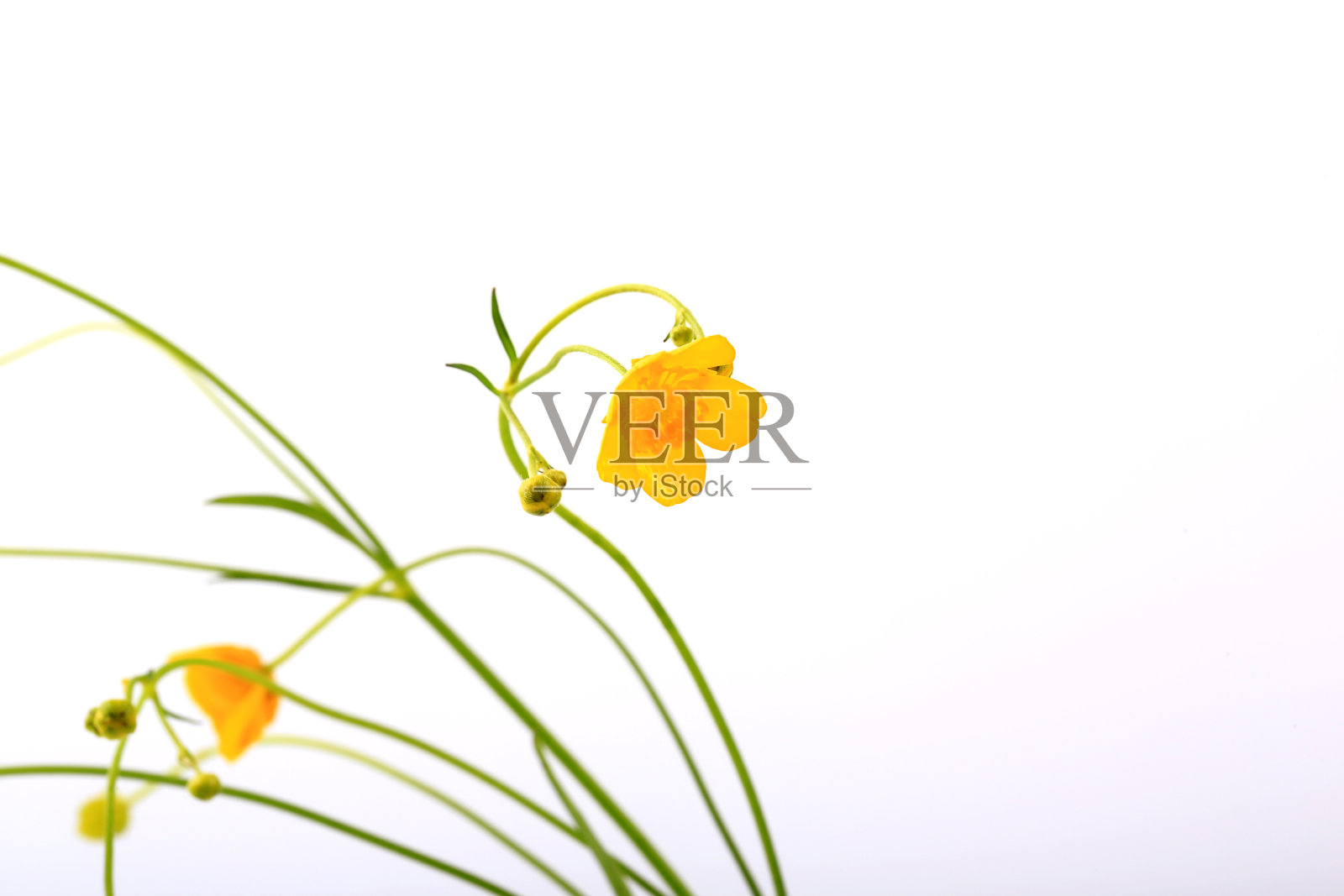 白色背景上开着精致的野生黄花照片摄影图片