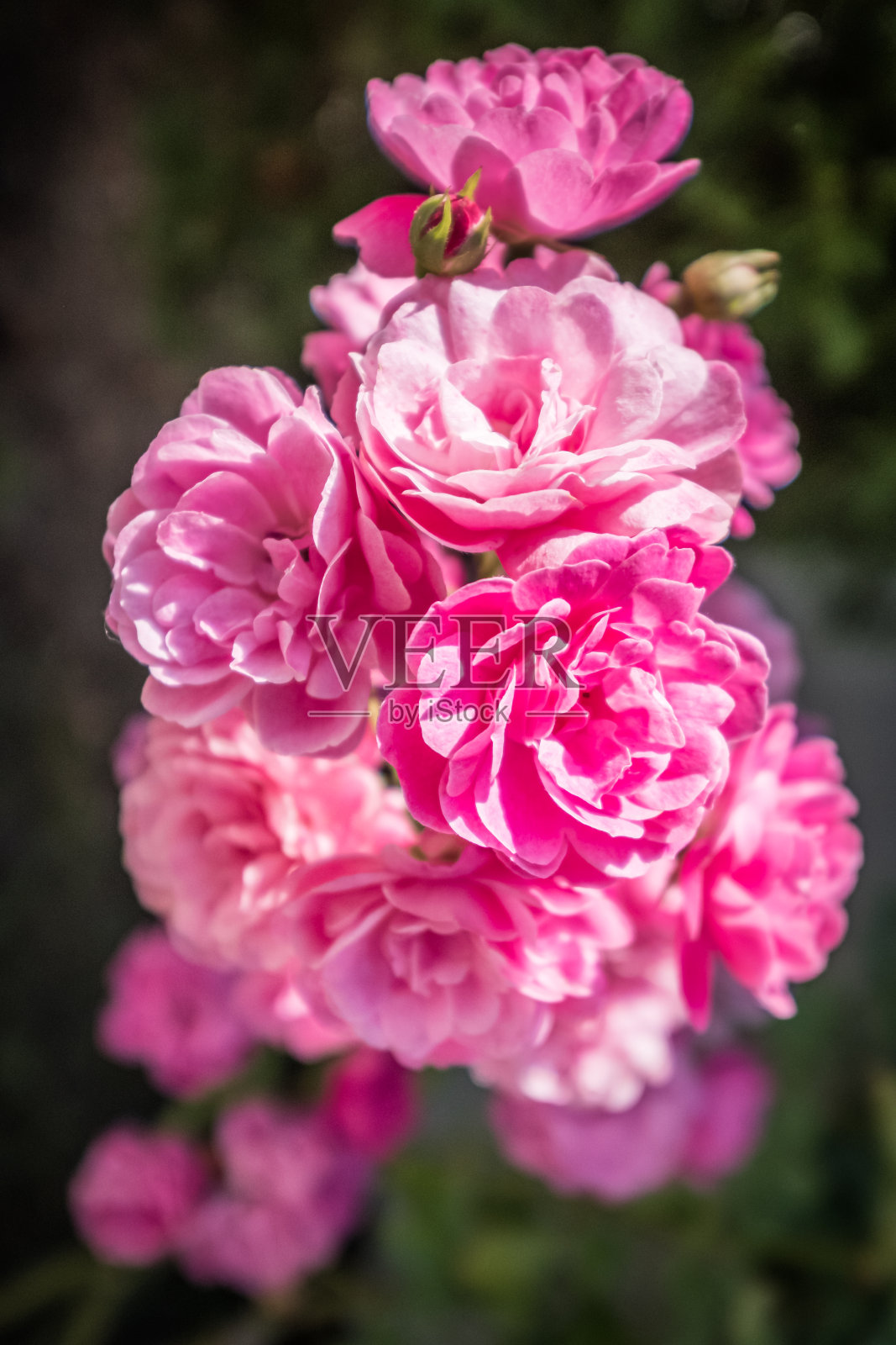 一束粉色玫瑰照片摄影图片