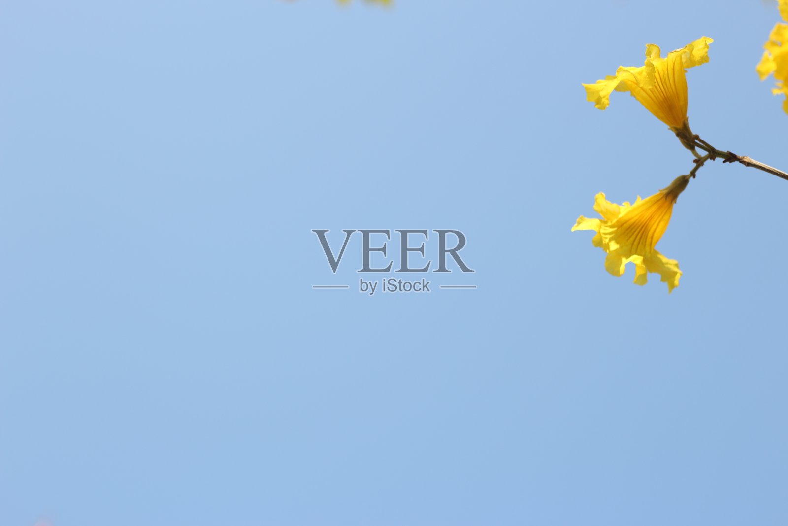 美丽的金色喇叭花壁纸背景，香港照片摄影图片