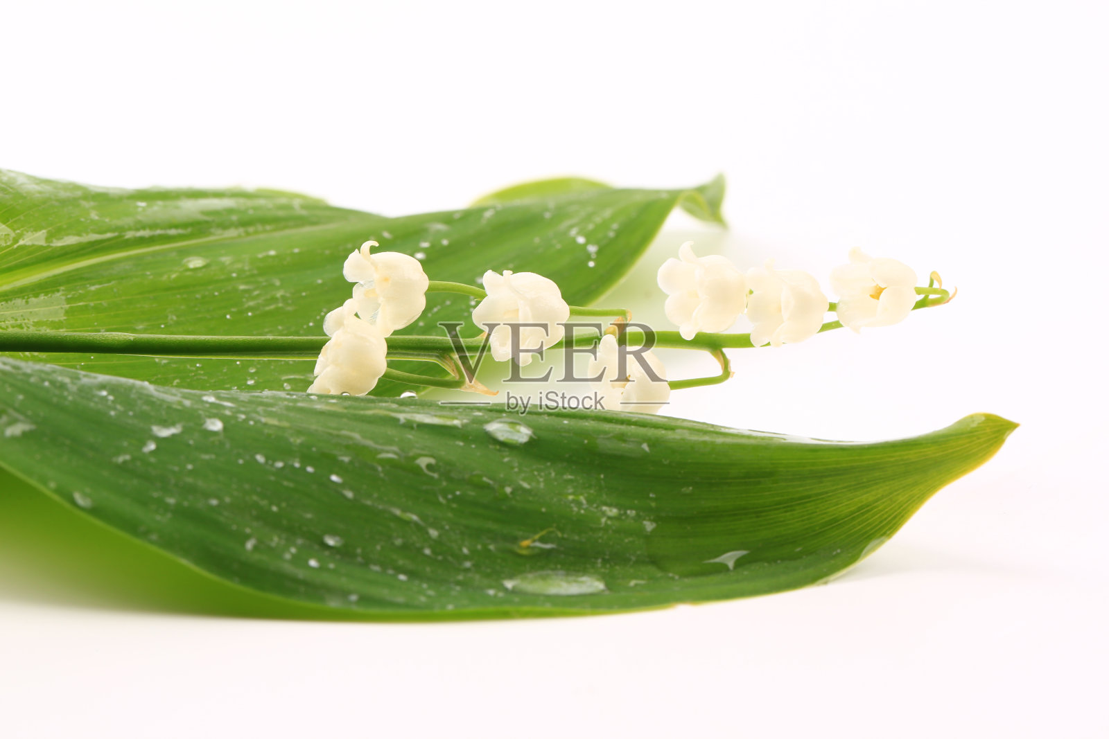 孤立在白色背景上的铃兰照片摄影图片