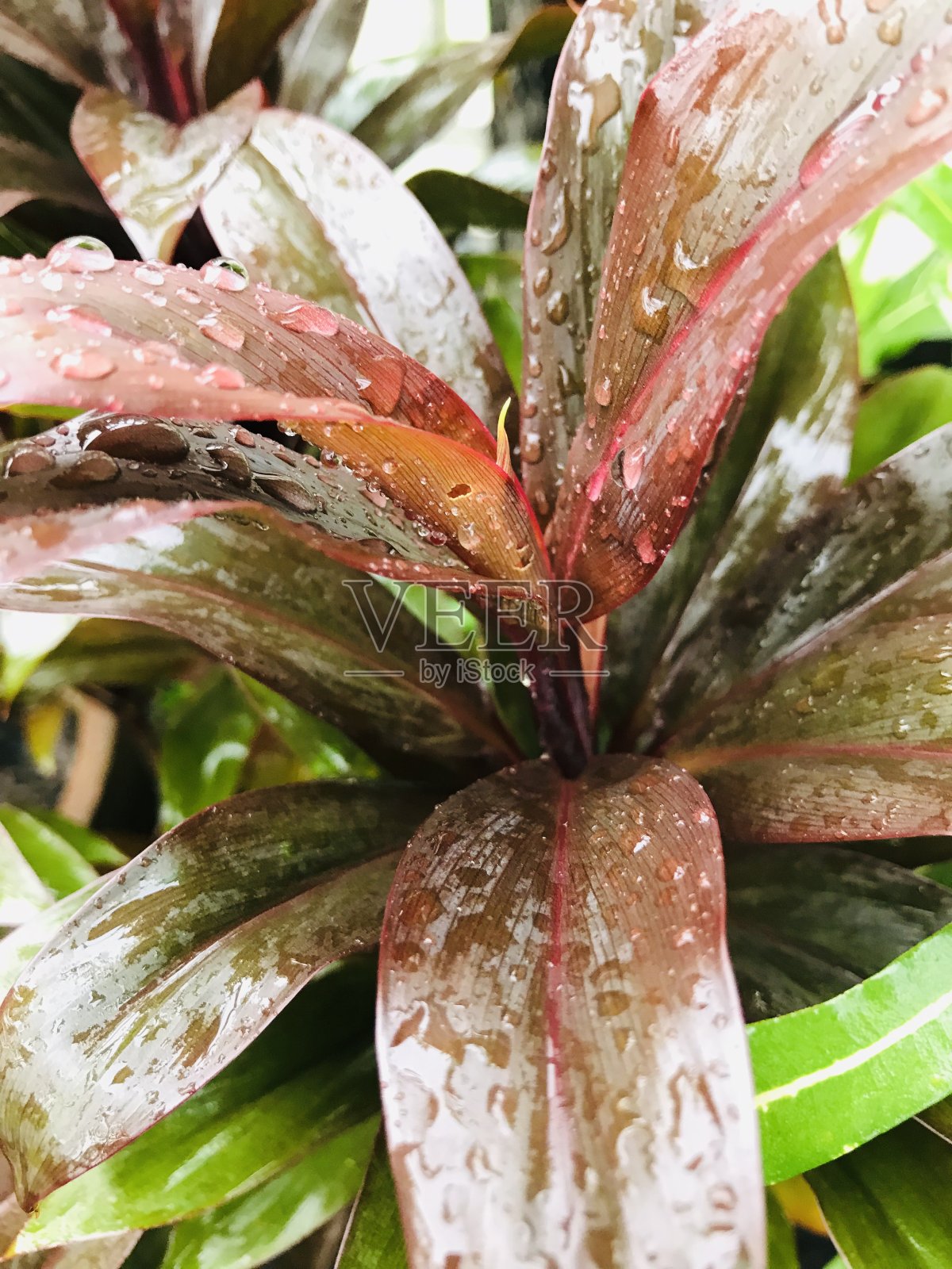 在雨天照片摄影图片