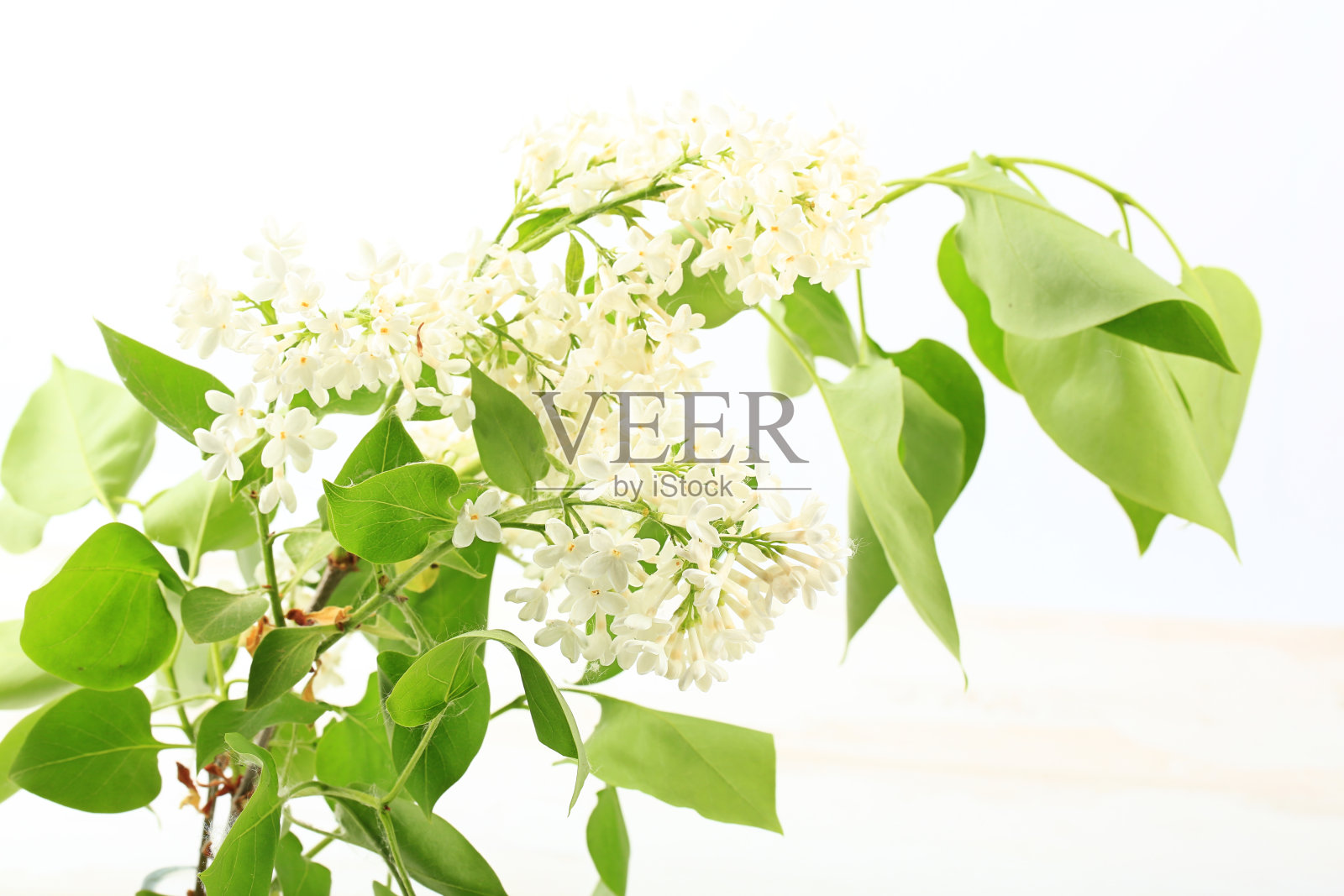 白色背景上的白色丁香花束照片摄影图片