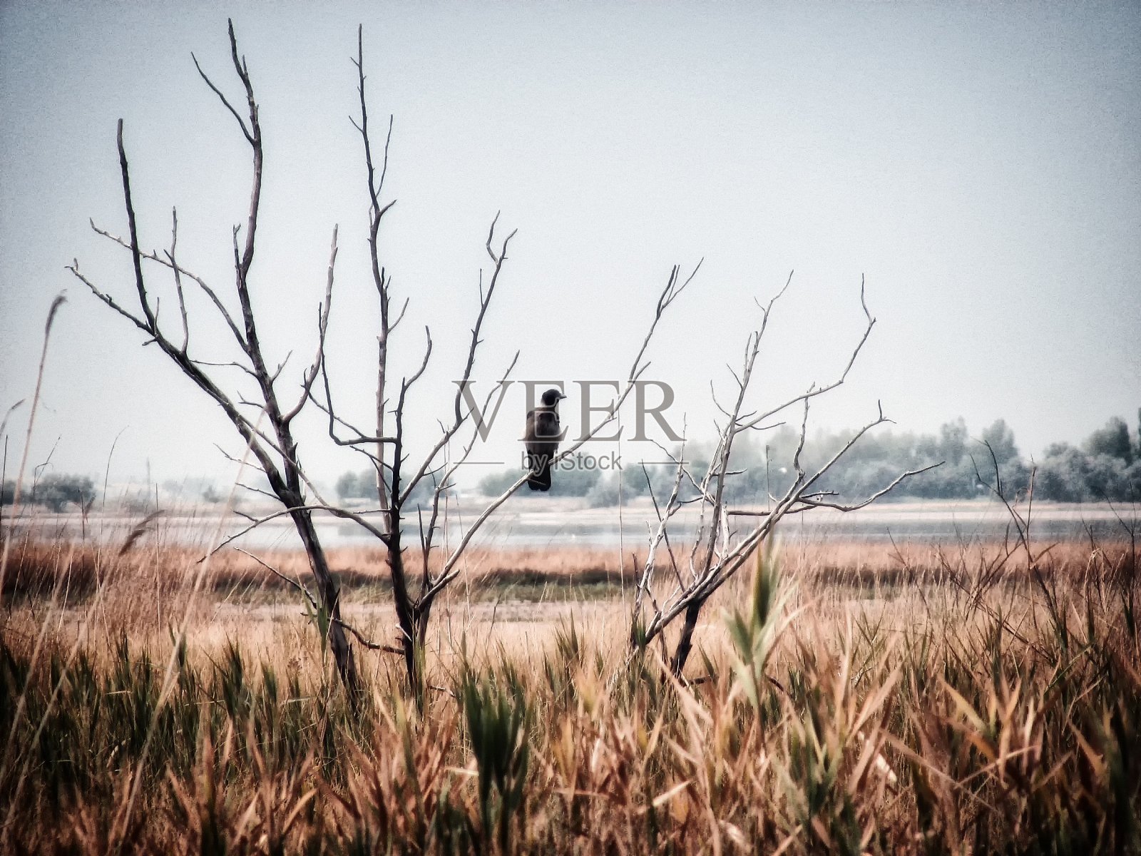 神秘的图画，一只乌鸦坐在一棵枯树上。裸露的景观是麻烦的预兆。孤独用空洞的眼睛看世界。照片摄影图片