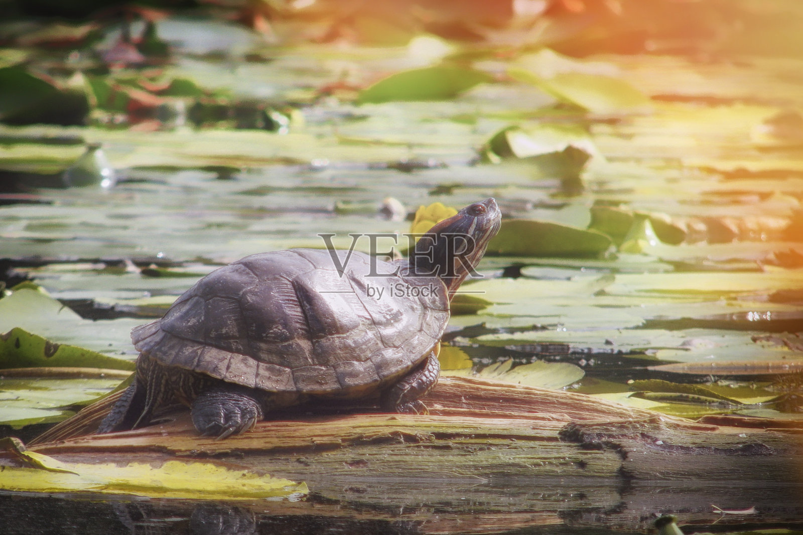 棋盘上池塘里的红耳龟。非原生栖息地的海龟。在阳光下晒着胸针。照片摄影图片