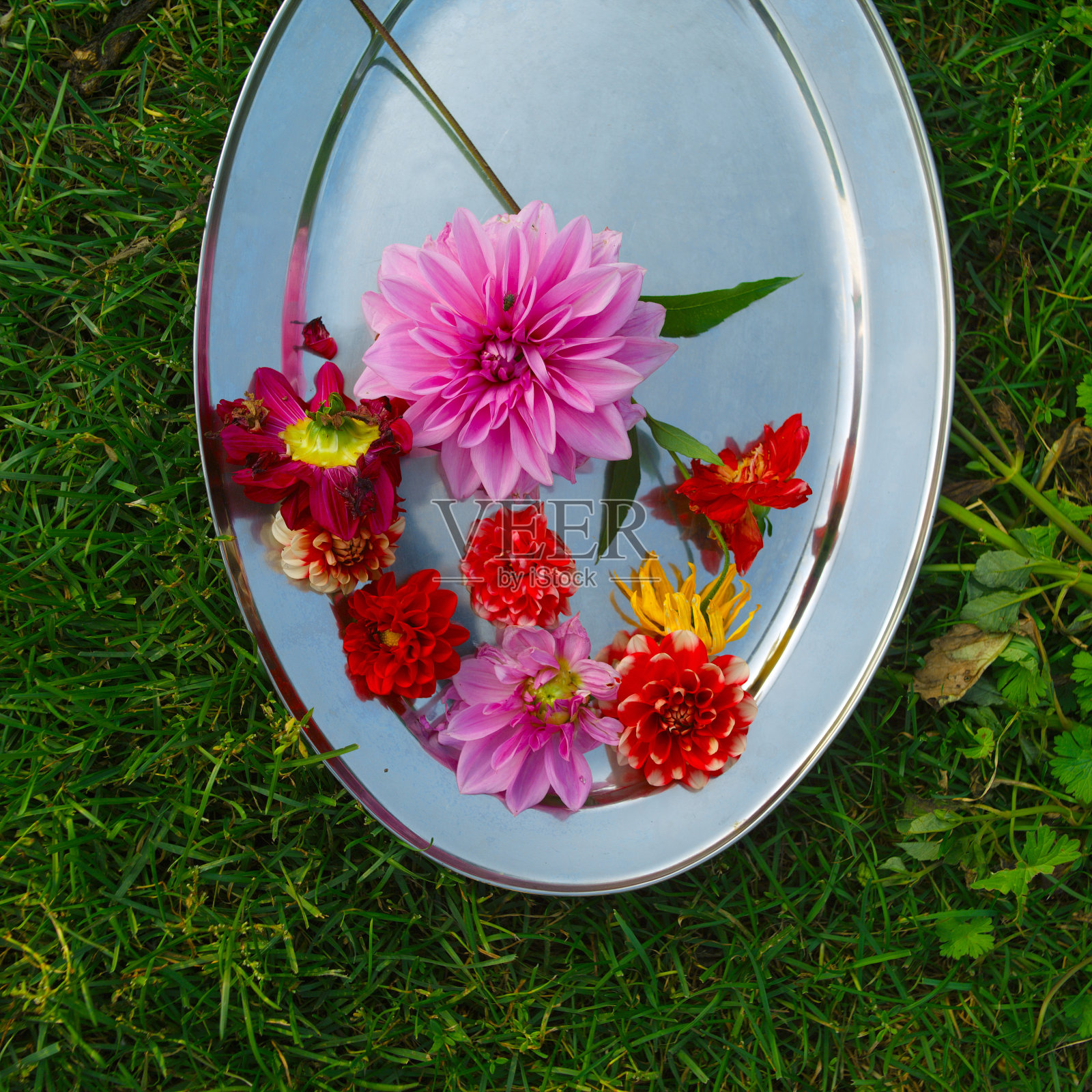 金属托盘上放着花照片摄影图片