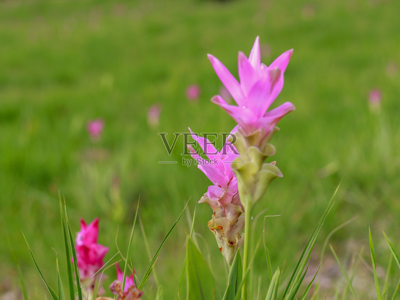 粉色暹罗郁金香(Curcuma sessilis)，泰国克拉丘，美丽的野花盛开在泰国chai phoom省国家公园的丛林中。照片摄影图片