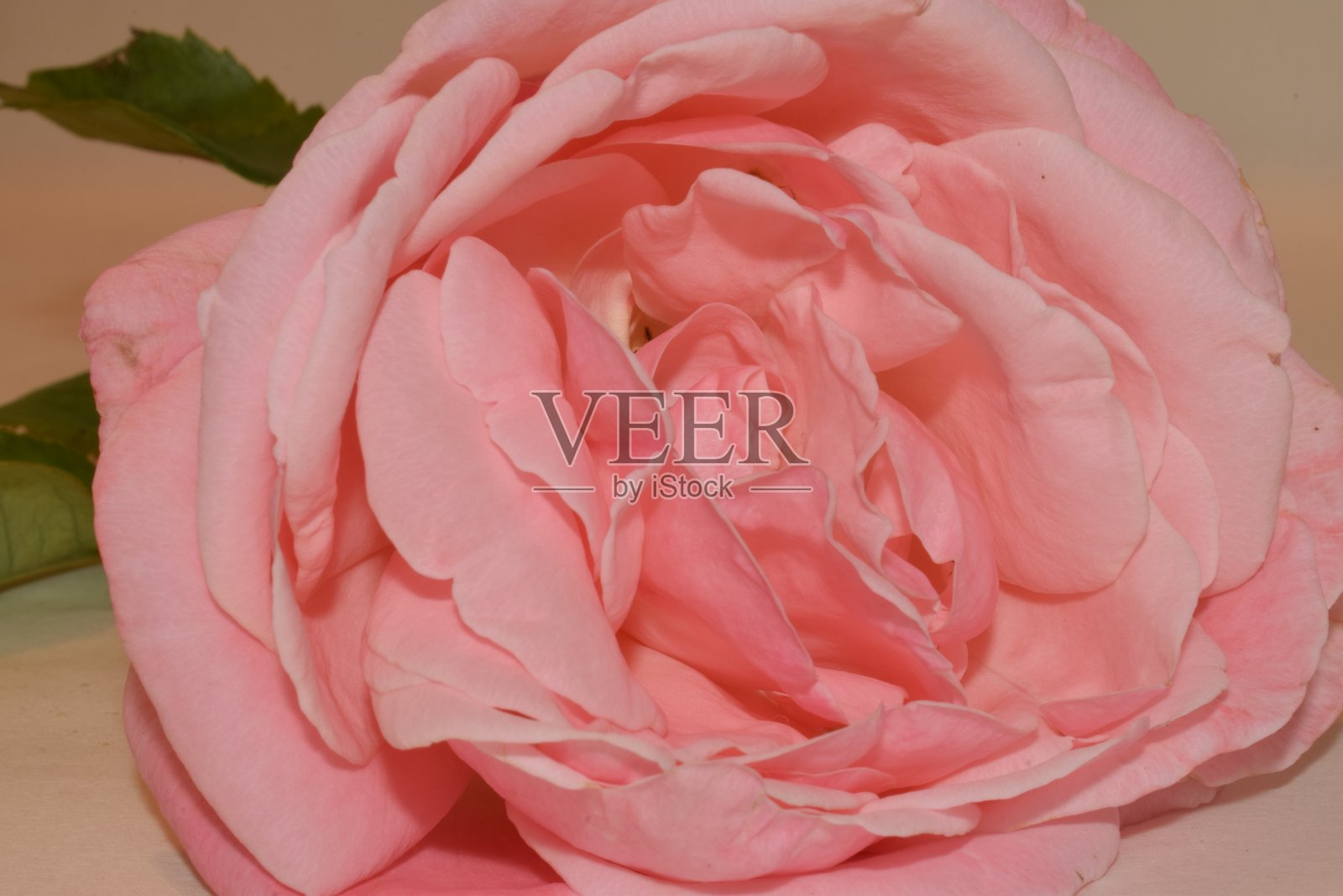 孤立在白色背景上的柔软的粉红色玫瑰。照片摄影图片