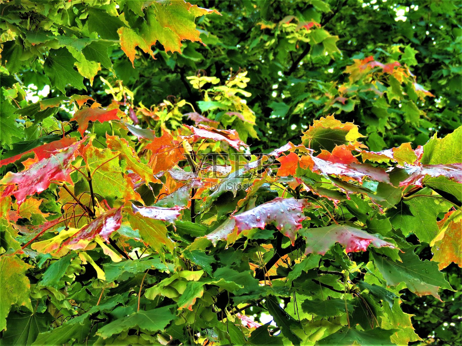 红的、黄的、绿的枫叶上有水滴。照片摄影图片