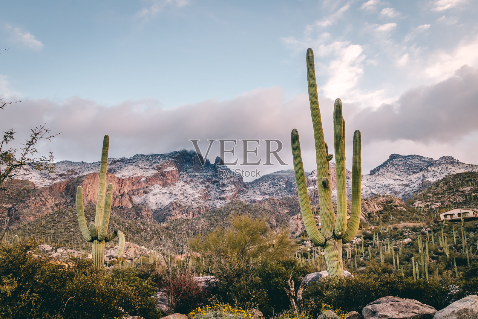 沙漠中的雪照片摄影图片