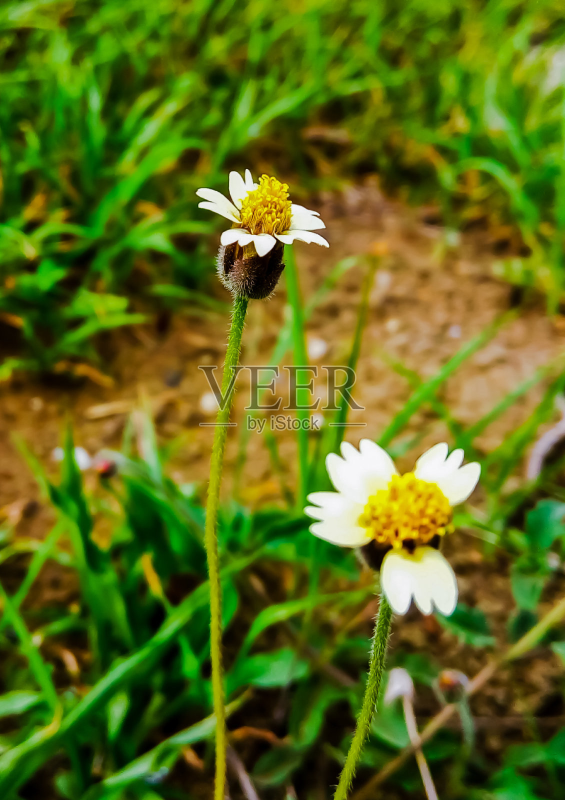 花照片摄影图片