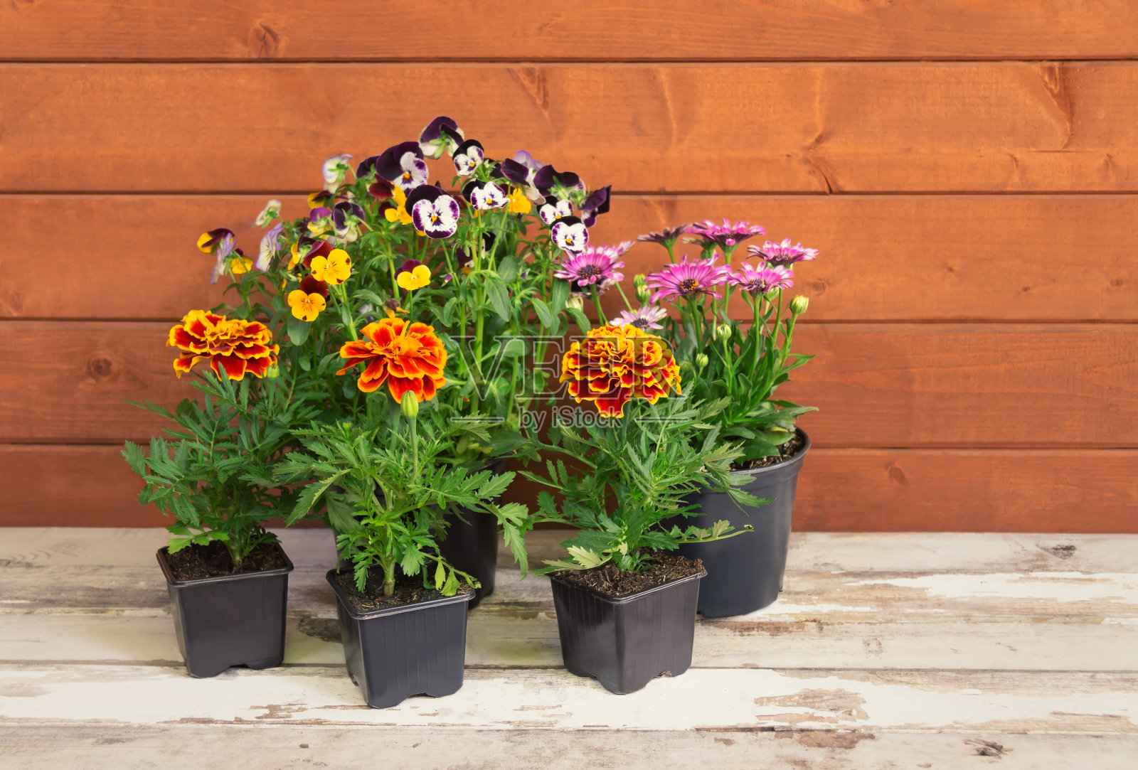 三色堇，金盏花和骨植物(非洲雏菊)的一组幼苗放在老木桌上。照片摄影图片