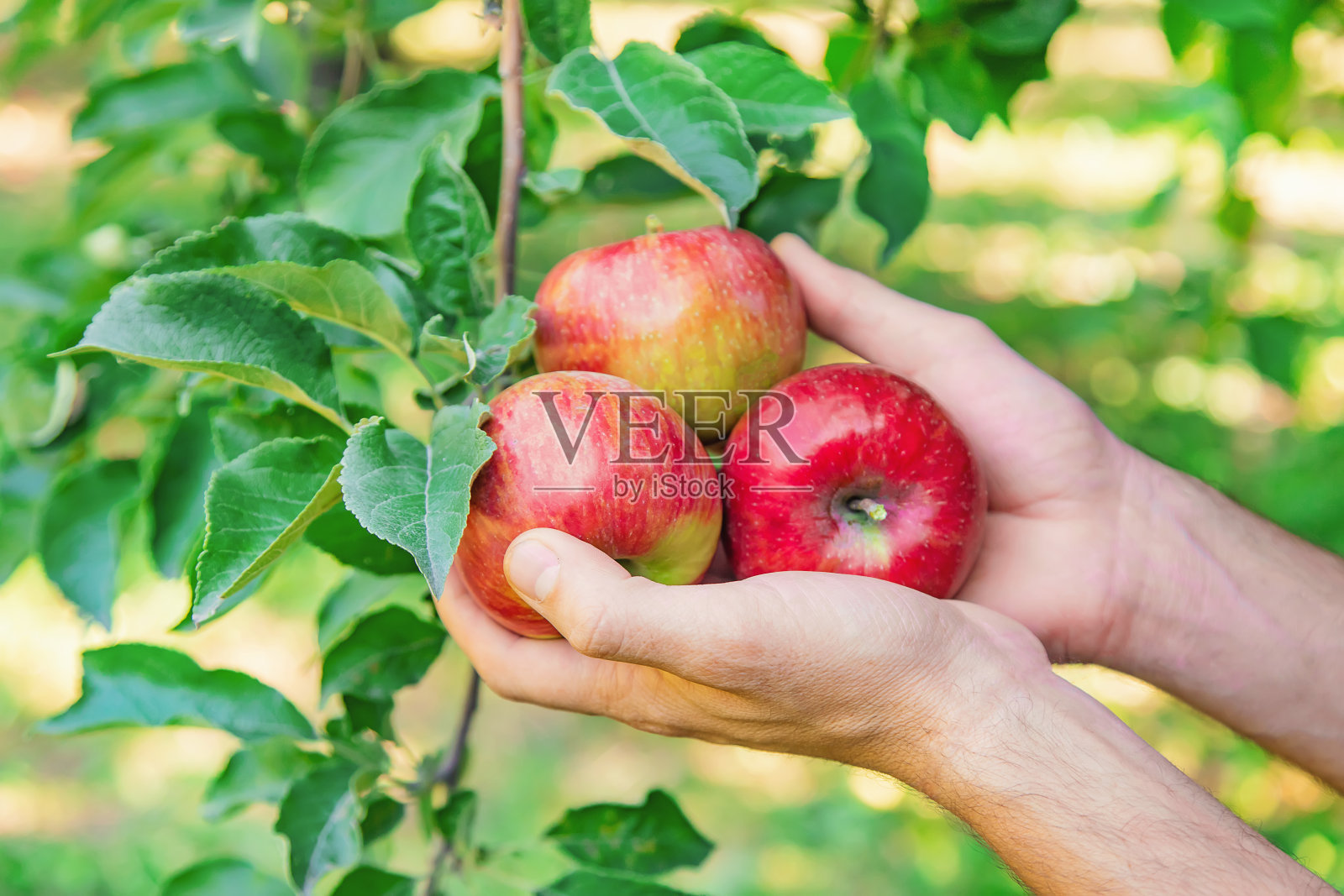 一个园丁在花园里摘苹果。有选择性的重点。照片摄影图片