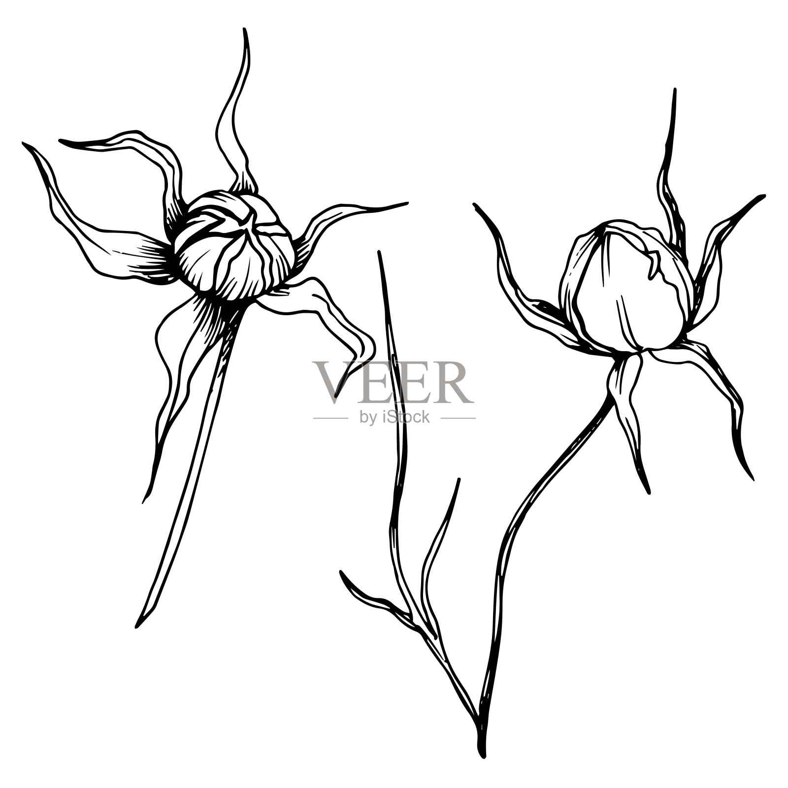 向量宇宙花卉植物花。黑白篆刻水墨艺术。孤立的cosmea插图元素。插画图片素材