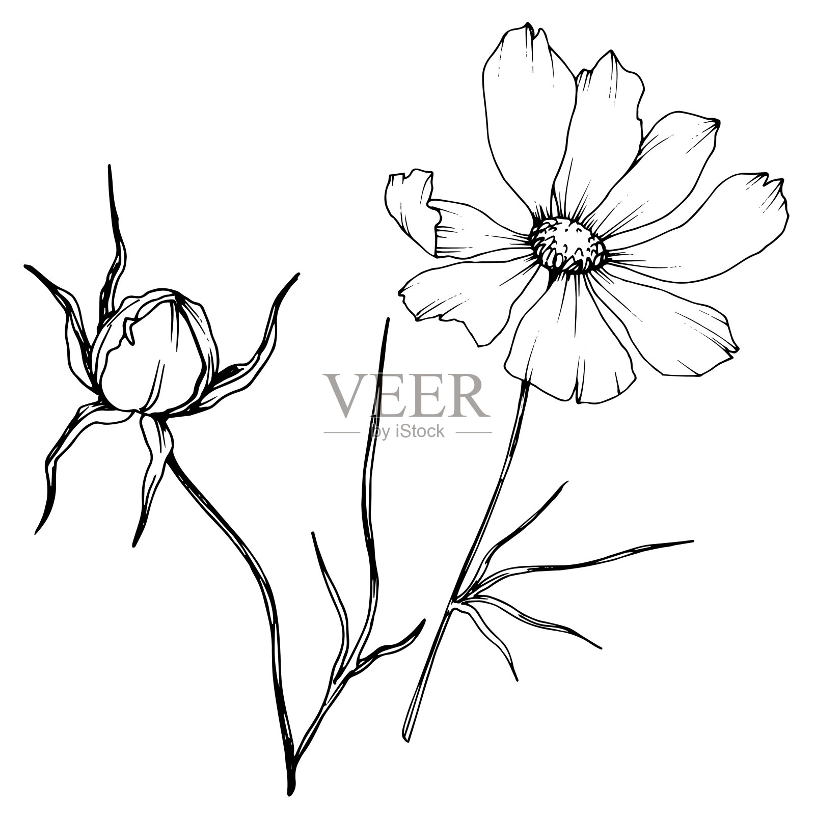 向量宇宙花卉植物花。黑白篆刻水墨艺术。孤立的cosmea插图元素。插画图片素材
