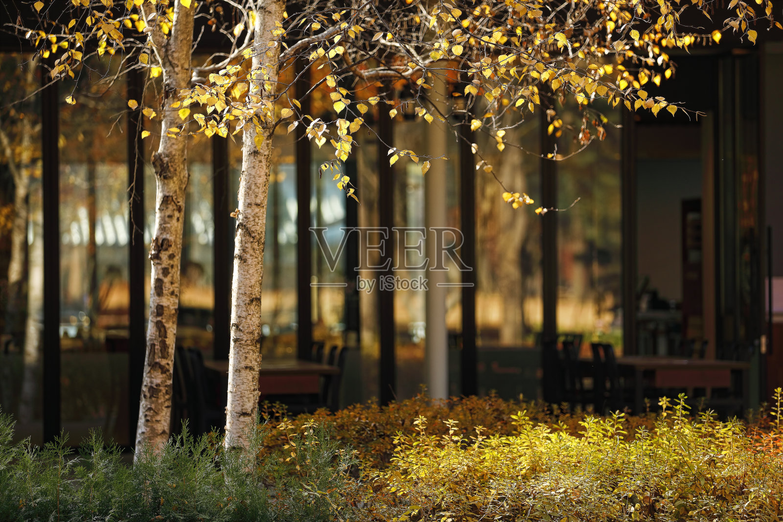 秋天的森林照片摄影图片