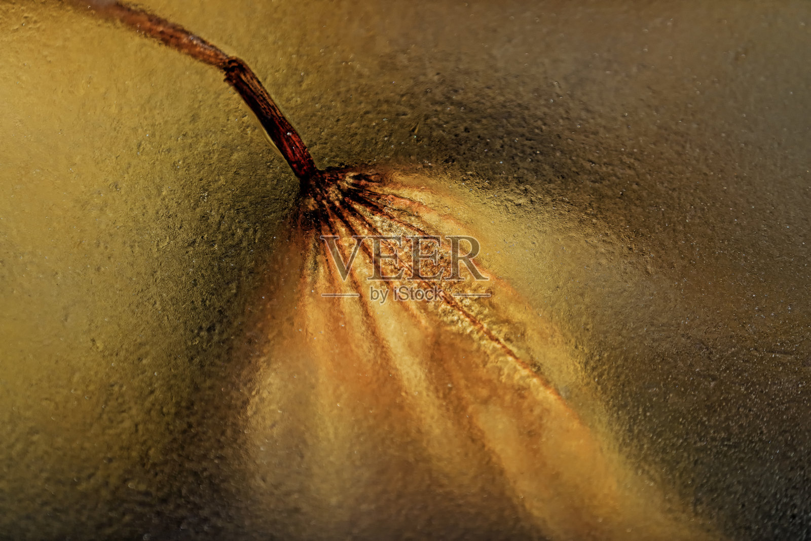 莲花场冬天照片摄影图片