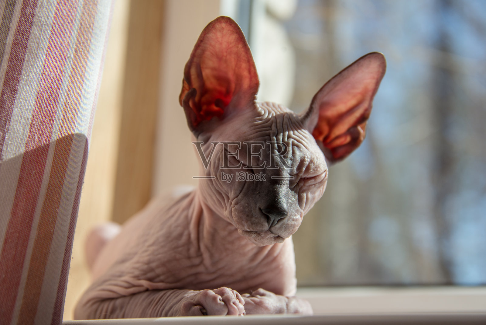 小斯芬克斯猫坐在窗前，沐浴着春天的阳光照片摄影图片