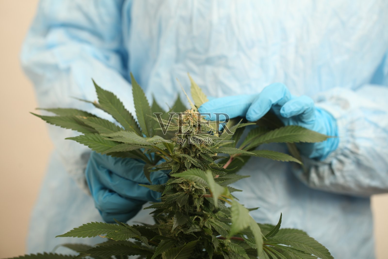 近距离科学家手手套检查大麻植物照片摄影图片