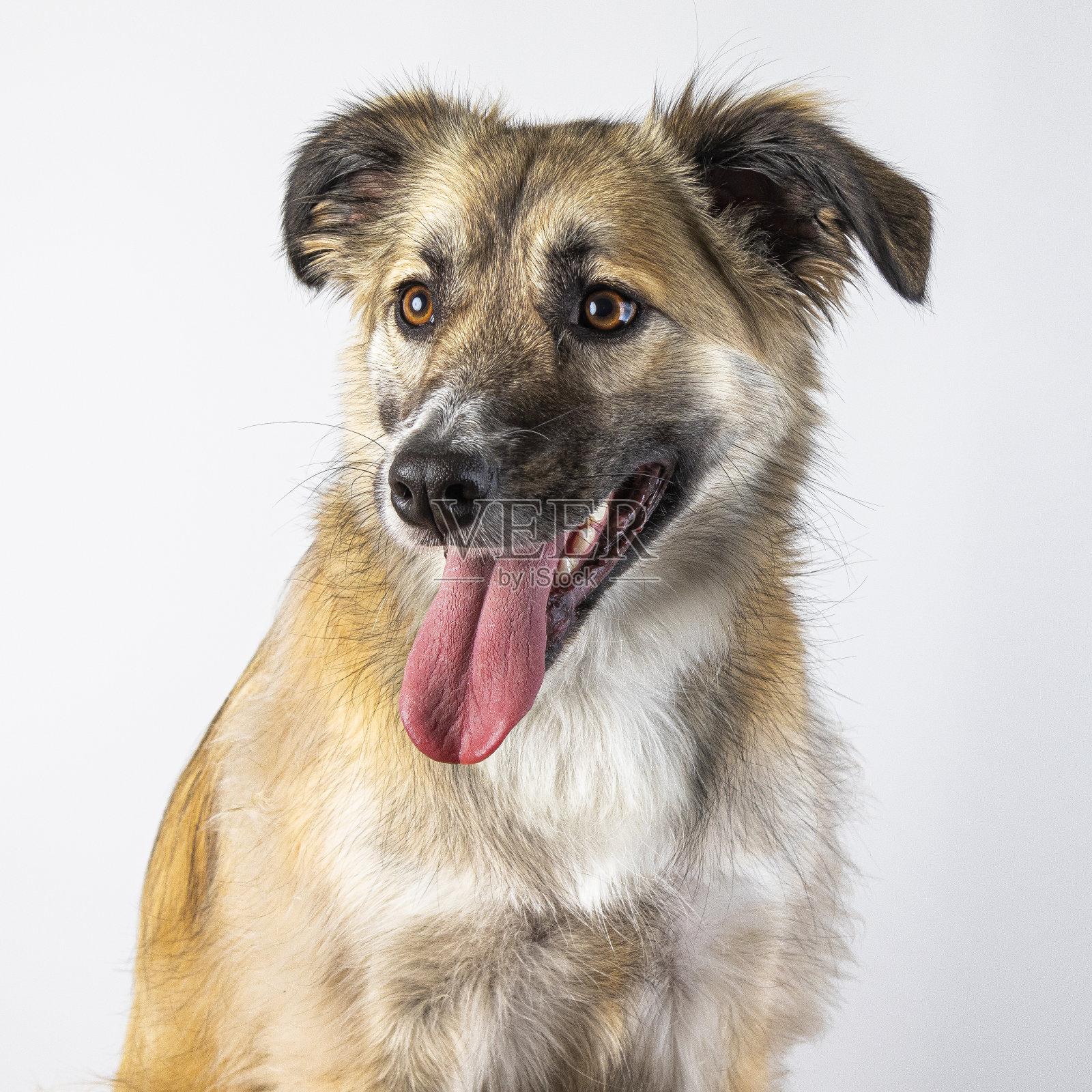 狗照片摄影图片