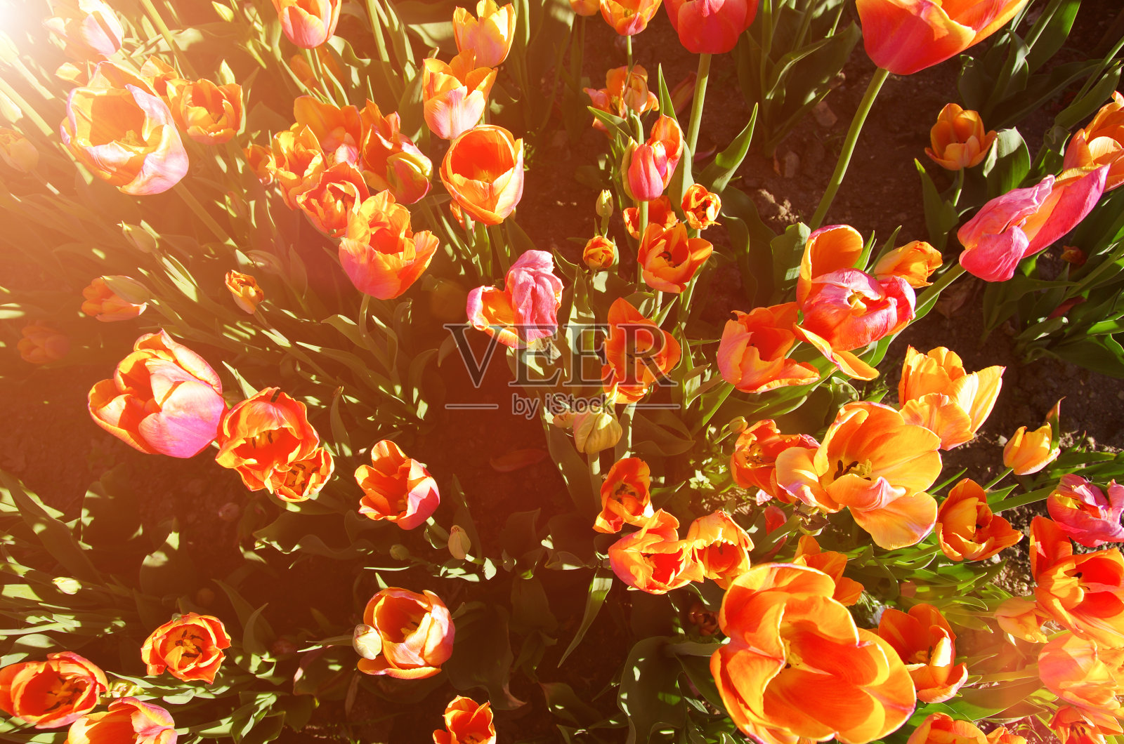 红色郁金香旗帜。一片开着花蕾的郁金香花丛。春天的花展。前视图。浪漫的背景。红色的草地上的郁金香为一个浪漫的设计。照片摄影图片