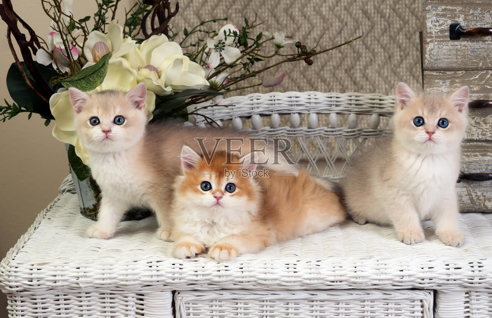 三只小猫绿色眼睛的英国短毛猫坐在一张柳条床头柜上。一个金色的栗鼠颜色，和两个蓝色的金色栗鼠颜色。群像照片摄影图片