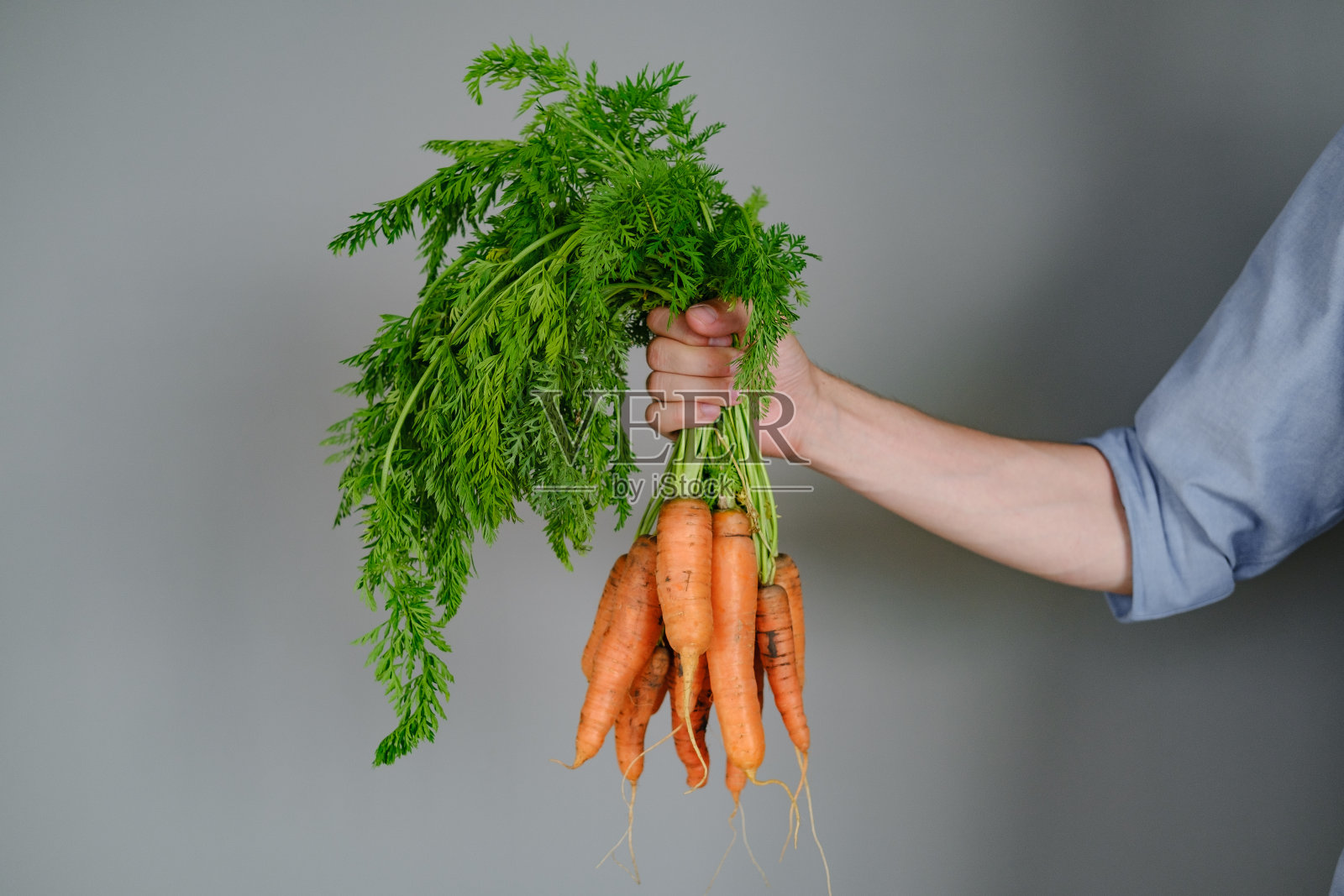 农夫手里拿着一串灰色背景下的新鲜有机胡萝卜。照片摄影图片