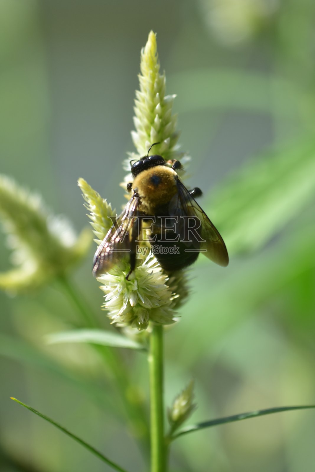 一只大黄蜂正在从一朵花上采集花蜜照片摄影图片