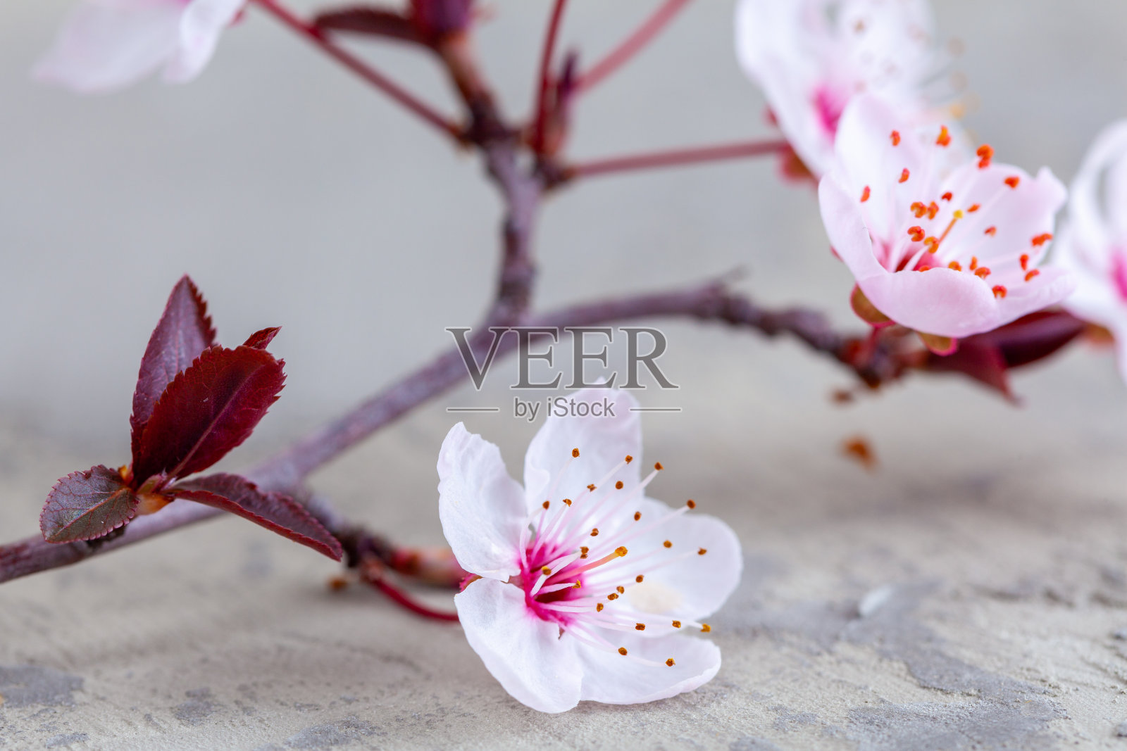 极端特写樱花与浅焦点照片摄影图片